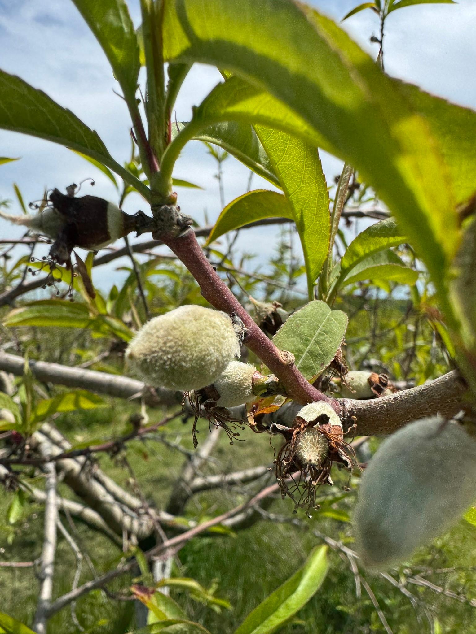 Peach Spicers May 27.JPEG